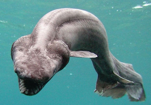 ラブカ鮫って何 シン ラブカが話題 シンゴジラ第2形態モデル